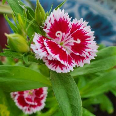 Dianthus chinensis 'Floral Lace Picotee'