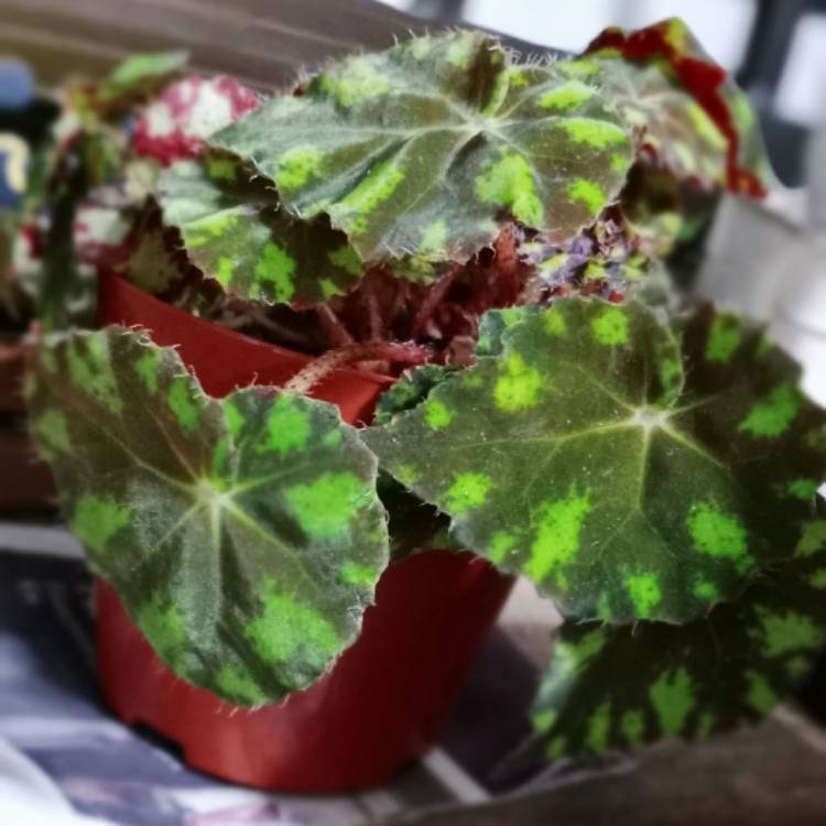 Plant image Begonia 'Tiger Paws'