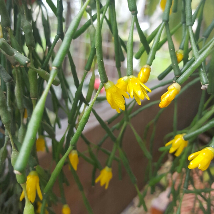 Plant image Hatiora salicornioides