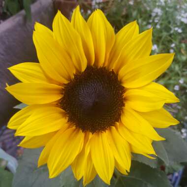 Helianthus annuus 'Sunsation'