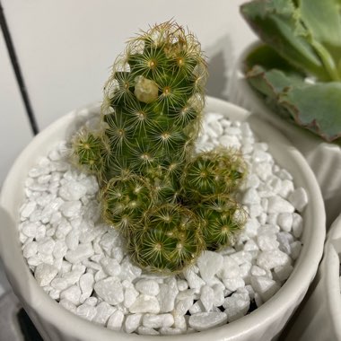 Mammillaria 'Elongata'