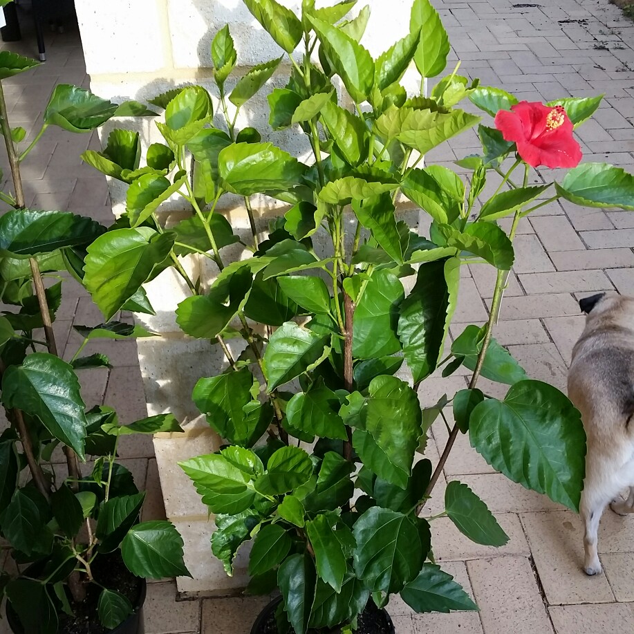 Hibiscus 'Firebird'