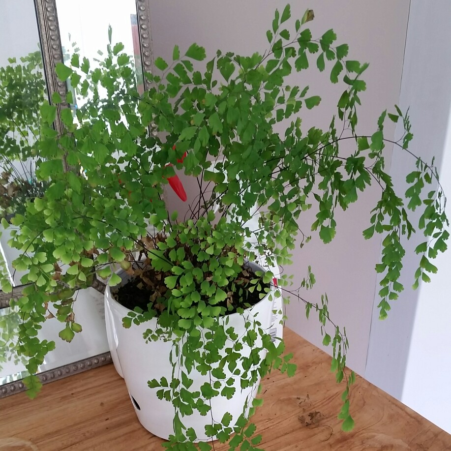 Maidenhair fern