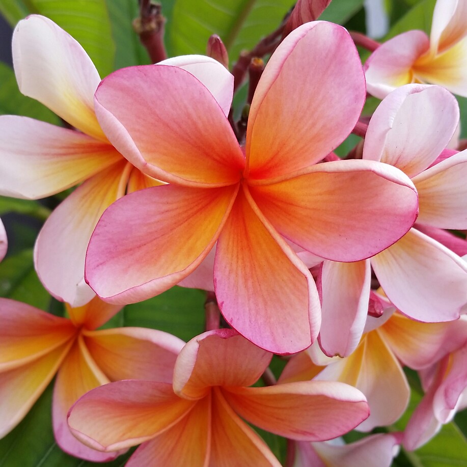 Frangipani