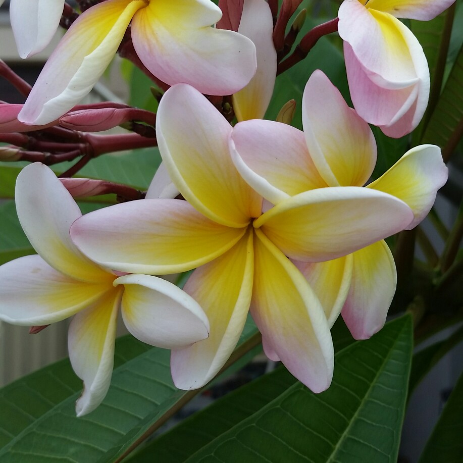 Frangipani