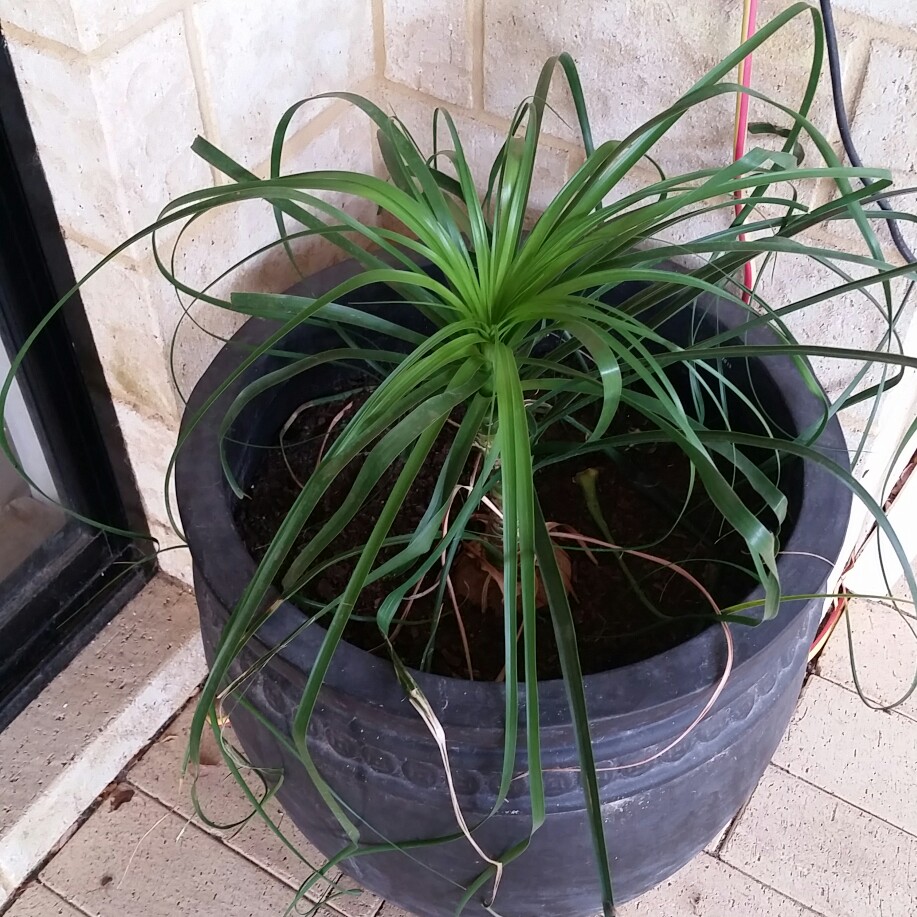 Elephant's Foot Palm