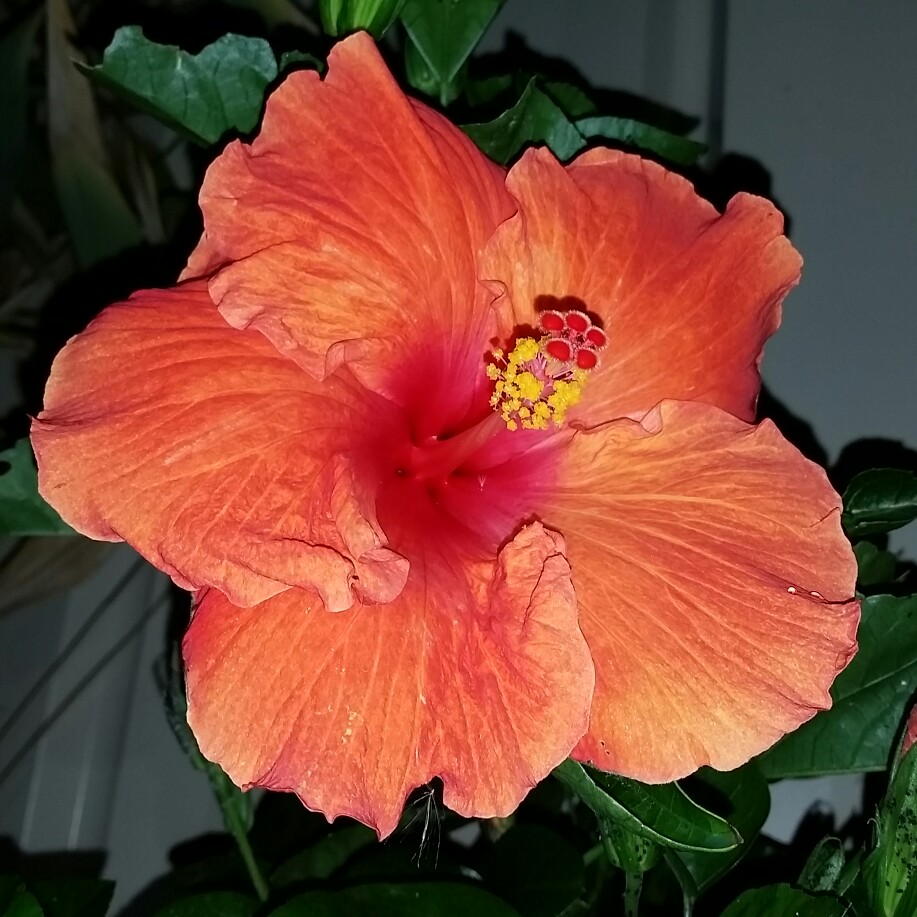 Hibiscus 'Firebird'