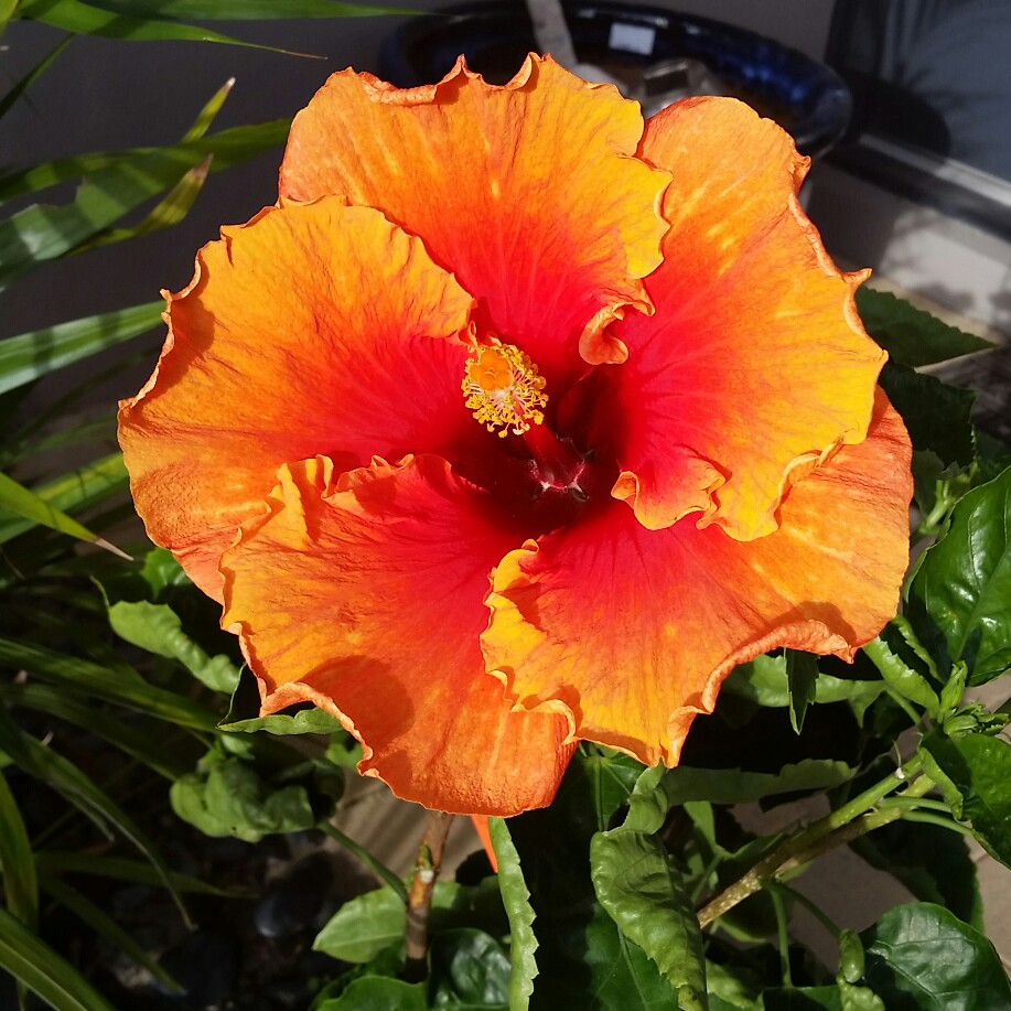 Hibiscus Bimbo