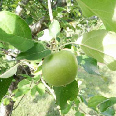 Malus domestica 'Granny Smith'