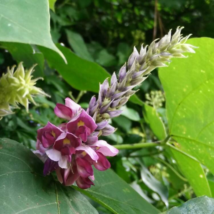 Plant image Pueraria montana