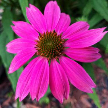 Coneflower 'PowWow Wild Berry'