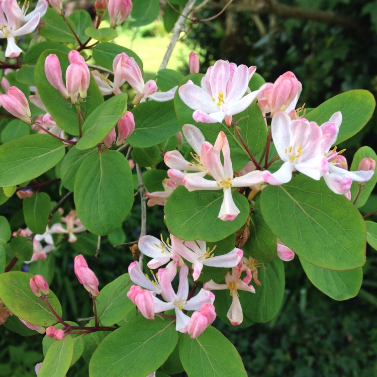 Plant image Lonicera korolkowii 'Floribunda'