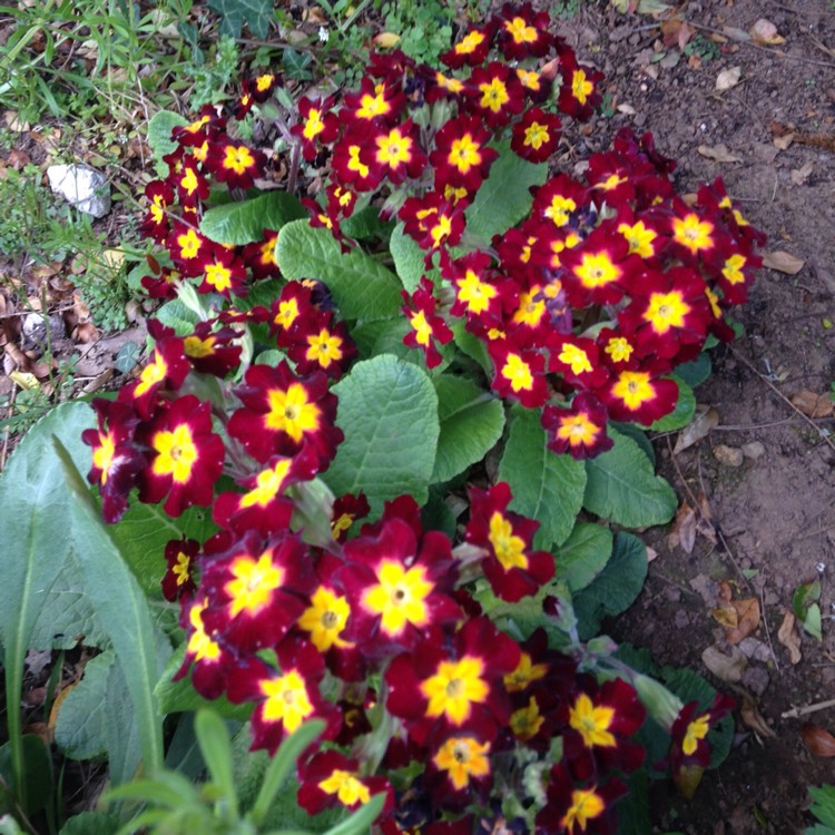 Plant image Primula veris 'Little Queen'