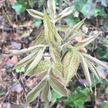 Carya tomentosa