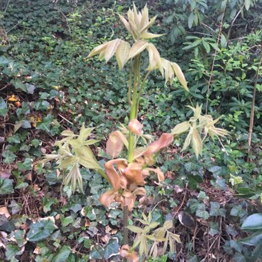 Carya tomentosa