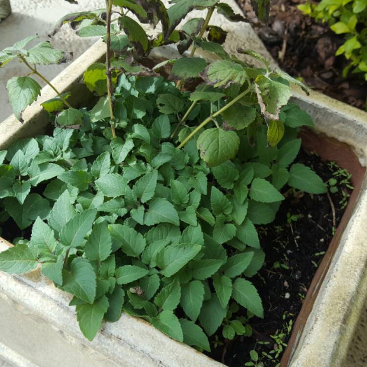 Plant image Monarda Fistulosa 'Claire Grace'