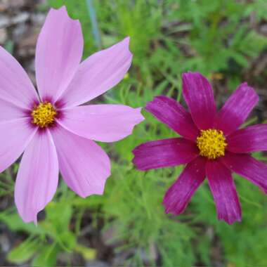 Cosmea 'Sonata Pink Blush'