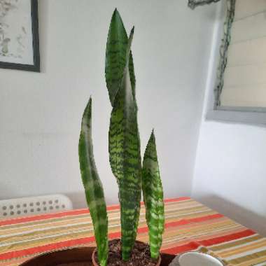 Snake Plant