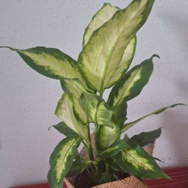 Dumb Cane 'Camille'