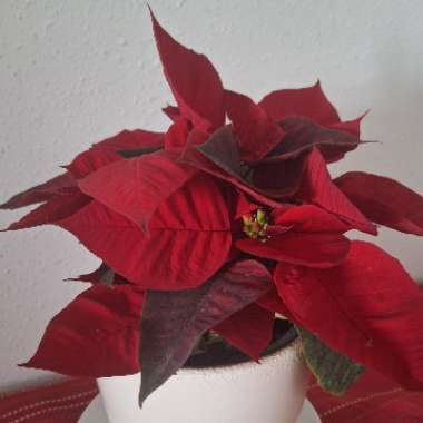 Poinsettia