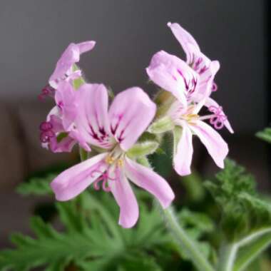 Pelargonium 'Snowflake Rose'