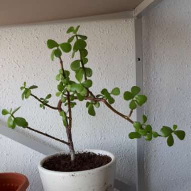 Portulacaria Afra