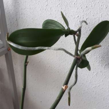 Phalaenopsis 'White'