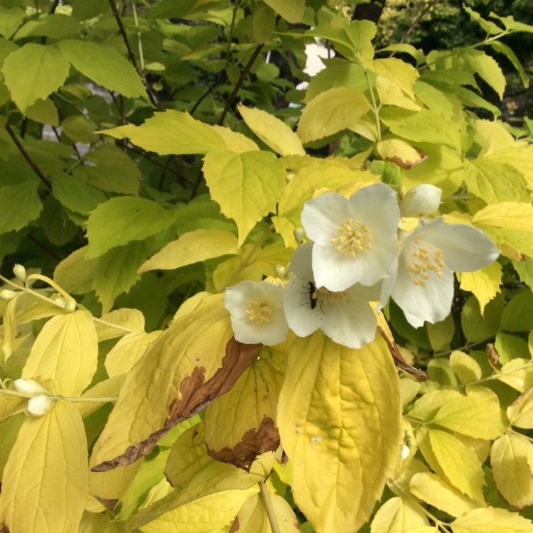 Plant image Philadelphus coronarius 'Aureus'