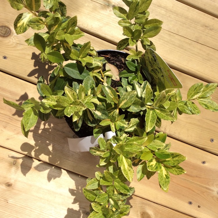 Plant image Euonymus fortunei 'Golden Harlequin'