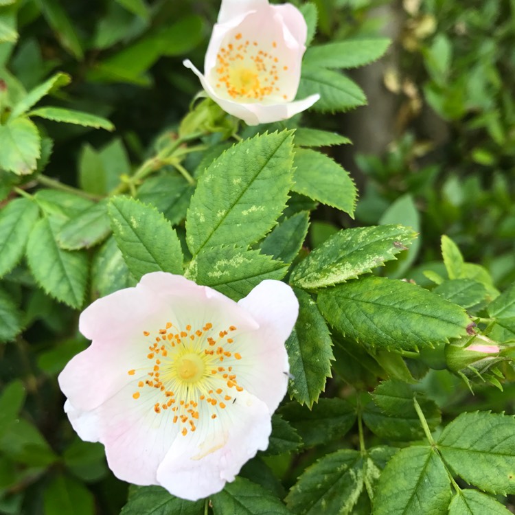 Plant image Rosa acicularis syn. Rosa korsakoviensis, Rosa moscovita, Rosa sichotealinensis, Rosa taquetii