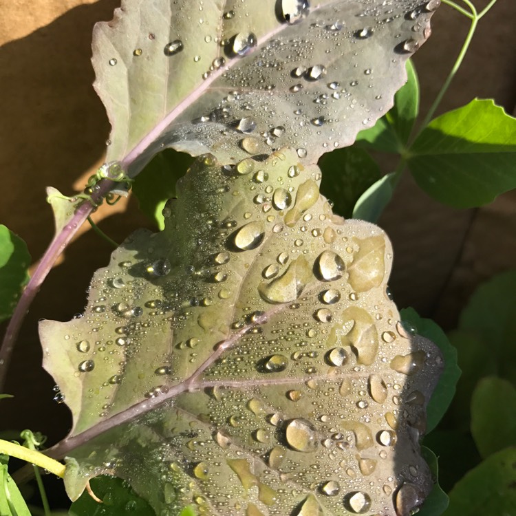 Plant image Brassica oleracea (Italica Group) 'Purple Sprouting'