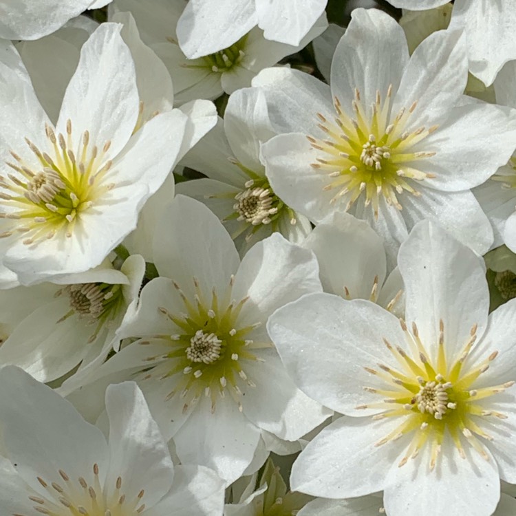 Plant image Clematis