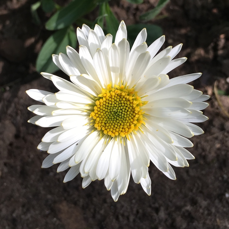 Plant image Leucanthemopsis alpina