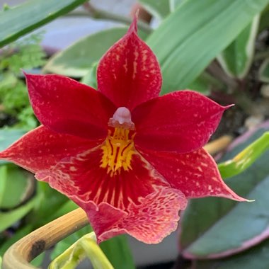 x Burrageara Nelly Isler 'Pololei Flame'