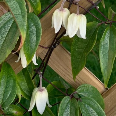 Clematis urophylla 'Winter Beauty'