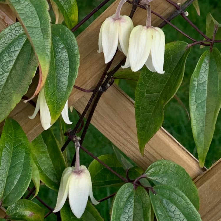 Plant image Clematis urophylla 'Winter Beauty'