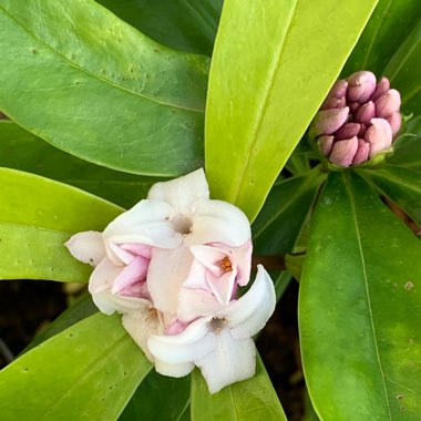 Daphne odora x bholua 'Perfume Princess'