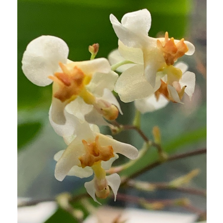 Plant image Oncidium Twinkle ‘Fantasy'