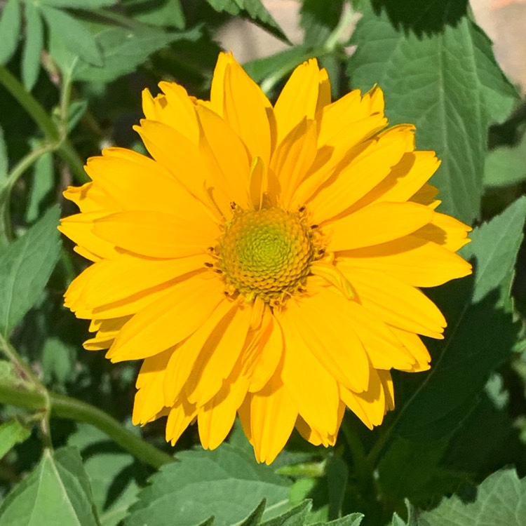 Plant image Helianthus x multiflorus 'Sunshine Daydream'