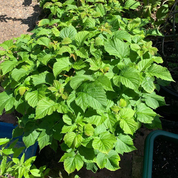 Rubus Idaeus 'Ruby Beauty', Raspberry 'Ruby Beauty' - uploaded by ...