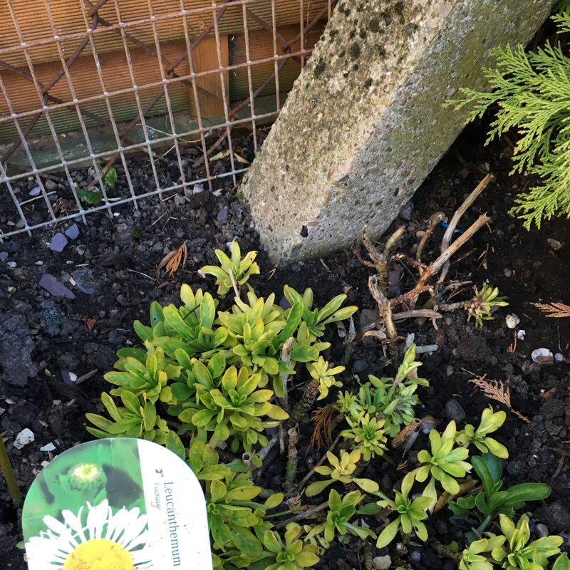 Plant image Leucanthemum x superbum 'Phyllis Smith'