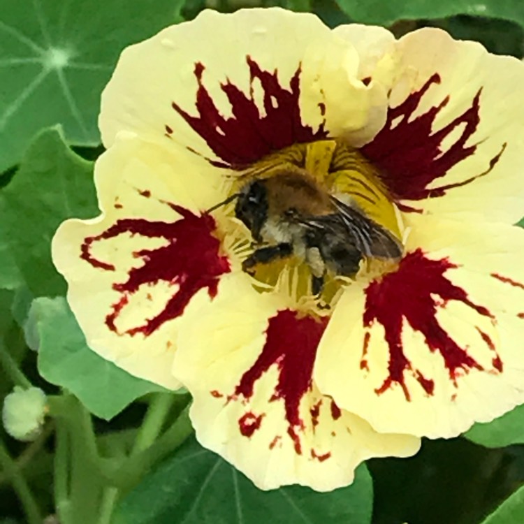 Plant image Tropaeolum majus 'Cream Troika'