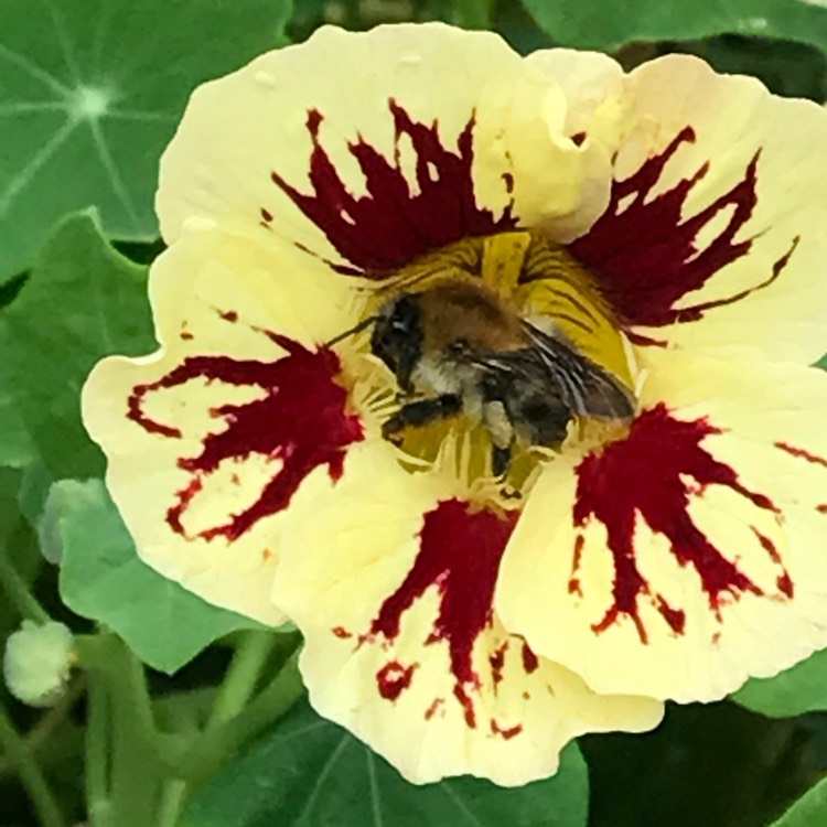 Plant image Tropaeolum majus 'Cream Troika'