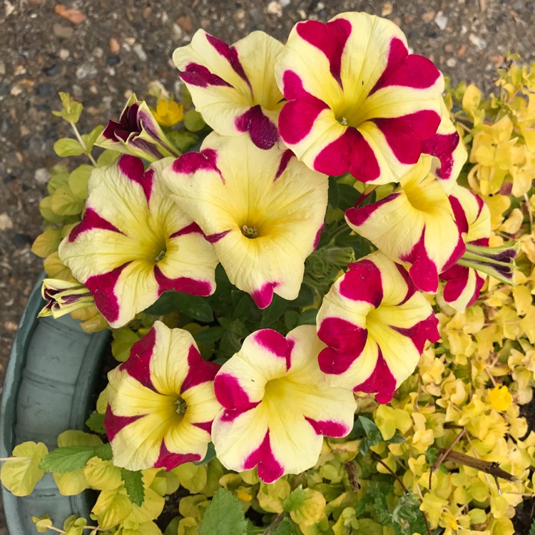 Plant image Petunia 'Amore Queen of Hearts'