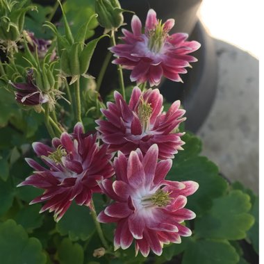 Aquilegia vulgaris var. stellata 'Nora Barlow'