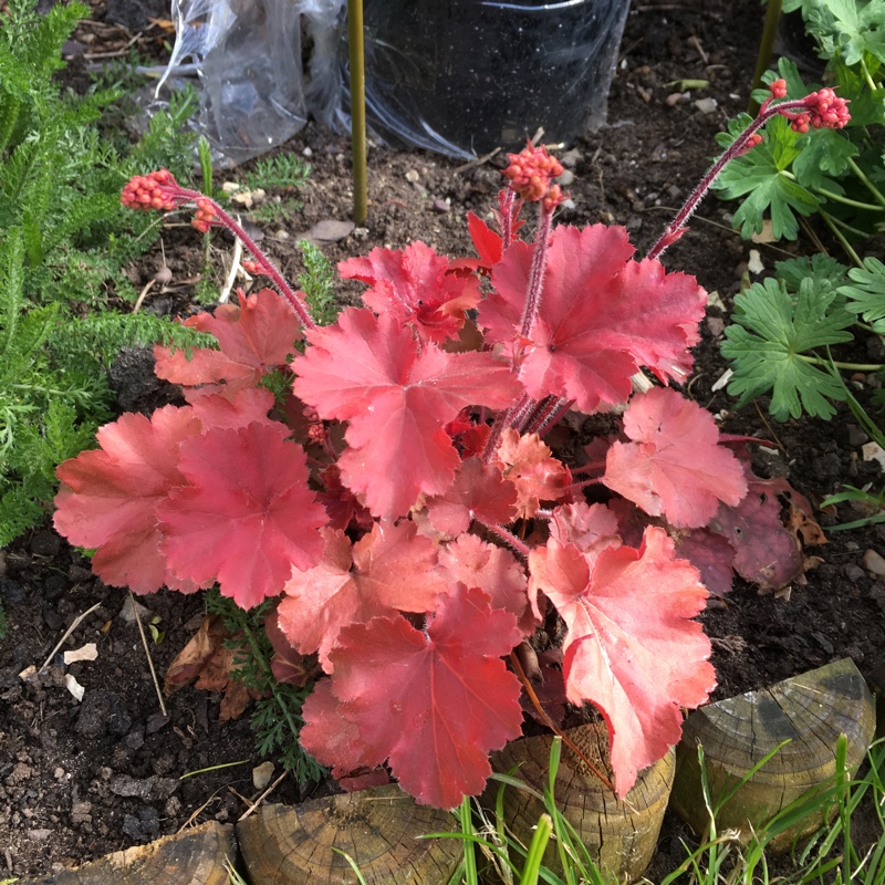 Plant image Heuchera 'Kira Arizona'