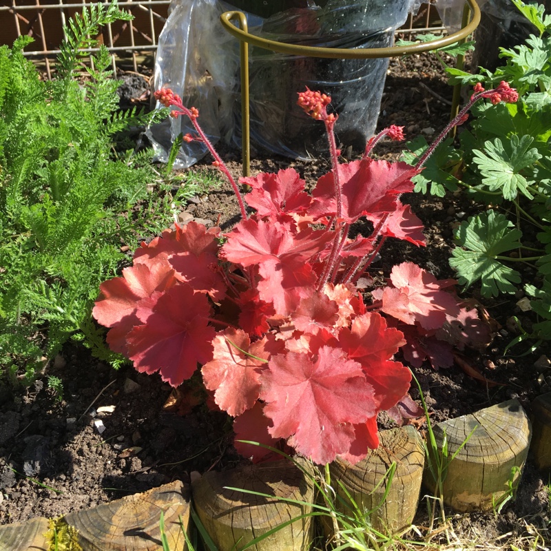 Plant image Heuchera 'Kira Arizona'