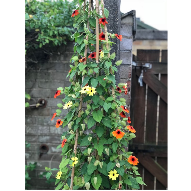 Plant image Thunbergia alata 'Arizona Glow'