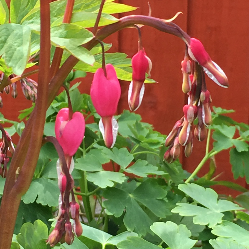 Lamprocapnos spectabilis  syn. Dicentra spectabilis