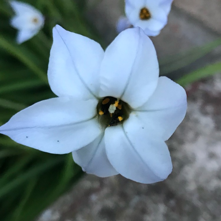 Plant image Ipheion uniflorum syn. Tristagma uniflora